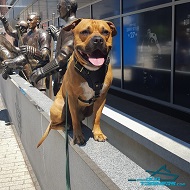 Kartel Looks Cool and Feels Great in Leather Harness for Agitation Training