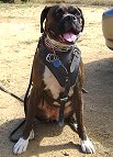 Agitation / Protection / Attack Leather Dog Harness Perfect For Your Boxer H1_1