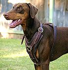 Exclusive Luxurious Handcrafted Padded Leather Dog Harness Perfect for your Doberman H10_2