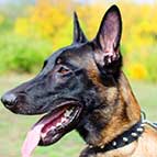 Leather Belgian Malinois Collar With One Row of Spikes