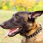 Fashionable Leather Belgian Malinois Collar With Spikes and Studs