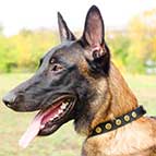 Gorgeous Leather Belgian Malinois Collar With Doted Circles