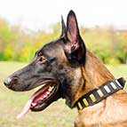 Gorgeous Wide Plated Leather Belgian Malinois Collar