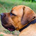 Exclusive Wide Braided Designer Leather Cane Corso Choke Collar