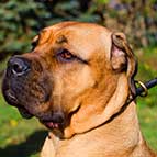 Round Leather Cane Corso Choke Collar for Regular Training