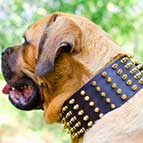 Fascinating Extra Wide Leather Cane Corso Collar with Hand-Set Brass Spikes