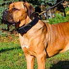 Comfortable 2 Ply Leather Cane Corso Collar for Agitation Training