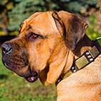 Gorgeous War Leather Cane Corso Collar with Old Massive Plates and Spikes