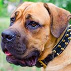 Superior Designed Leather Cane Corso Collar with Brass Spikes
