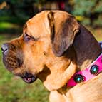 Fancy Leather Cane Corso Collar with Beautiful Circles and Blue Stones