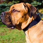 Wide Adjustable Leather Cane Corso Collar