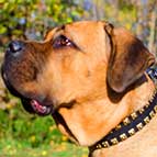 Exclusively Designed Fashion Leather Cane Corso Collar with Brass Studs - "Caterpillar"