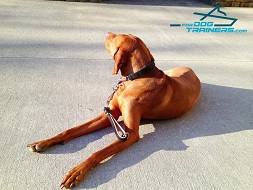Adorable Vizsla Modeling Short Leather Dog Leash