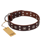 ‘Pirate Treasure’ FDT Artisan Exciting Brown Leather Dog Collar with Studs