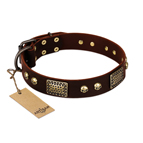 ‘Magic Amulet’ Brown Leather Dog Collar with Skulls and Plates