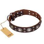 ‘Age of Beauty’ FDT Artisan Incredible Studded Brown Leather Dog Collar