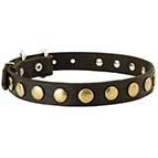Exclusive Design Leather Dog Collar with Brass Circular Studs