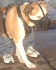 Leather dog muzzle "Dondi" PLUS style For Pit Bull - M55plus
