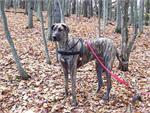 Olivia wearing our exclusive Tracking / Pulling / Agitation Leather Harness for big dog Great Dane H5