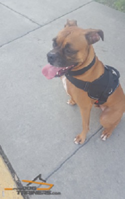 Adjustable Nylon Dog Harness Designed to Fit Boxer Perfectly