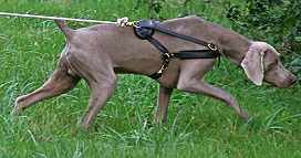 Logan wearing our exclusive Tracking / Pulling / Agitation Leather Dog Harness For Weimaraner H5