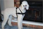 Louie wearing our exclusive Tracking / Pulling / Agitation Leather Dog Harness For Poodle H5