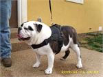 MACK wearing our exclusive Dog harness for tracking / pulling Designed to fit English Bulldog- H6