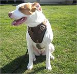 MILEY wearing our exclusive Agitation / Protection / Attack Leather Dog Harness H1