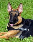 Mace German Shepherd Looks Amazing in Better control all weather dog harness - H17