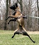 Agitation / Protection / Attack Leather Dog Harness Perfect For Your Malinois H1_1