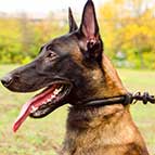 Malinois Round Leather Choke Collar Silent in Action