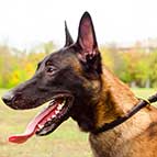 Efficient Malinois Round Leather Choke Collar