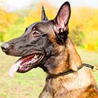 Malinois Strong Leather Choke Collar for Better Pet Control