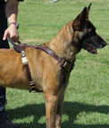 Agitation / Protection / Attack Leather Dog Harness with handle Perfect For Your Malinois H1