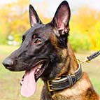 Malinois Royal Nappa Padded Leather Collar for Utmost Comfort