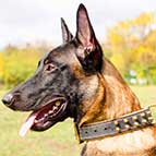 Malinois Chic Spiky Leather Collar with Nappa Padding
