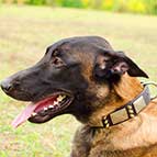 Malinois Sensational War Leather Collar with Nickel Plates and Brass Spikes