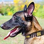 Malinois Spiky Leather Collar with Old Brass Massive Plates