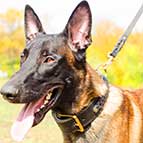 Luxurious Malinois Braided Leather Collar