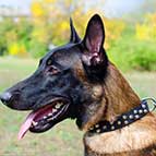 Stylish Malinois Leather Collar with Small Pyramids/Studs