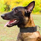 Malinois Super Strong 2 inch Wide Leather Collar for Walking