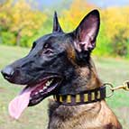 Malinois Magnificent Leather Collar for Walking and Training