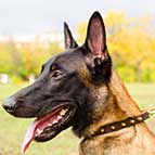 Malinois Multipurpose Leather Collar with Spikes