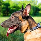 Malinois Designer Leather Collar With Vintage Nickel Plates and Pyramids