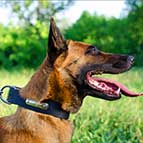 Malinois Leather Collar with ID Plate