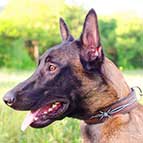 Malinois Hand Painted Leather Collar with Barbed Wire Design