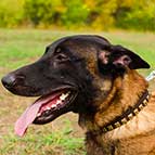 Malinois Fashion"Caterpillar" Leather Collar