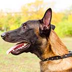Malinois Designer Leather Collar with Spikes