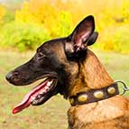 Malinois Vintage Leather Collar with Magnificent Oval Plates