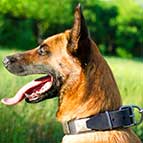 Malinois War-like Leather Collar with Metal Plates